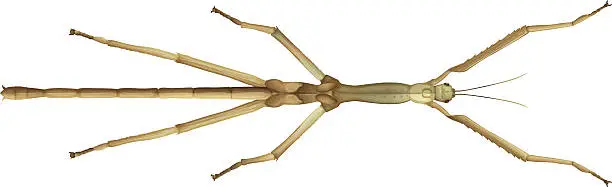 Vector illustration of Stick Insect