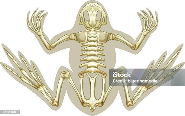 Frosch Skelettartige System Stock Vektor Art und mehr Bilder von Anatomie - Anatomie, Frosch, Amphibie