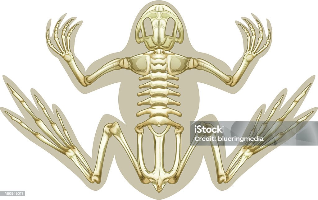 Grenouille squelettique système - clipart vectoriel de Anatomie libre de droits