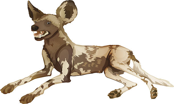 36 African Wild Dog Illustrations & Clip Art - iStock | African wild dog family, African wild dog south africa, African wild dog doll 36 African Wild Dog Illustrations & Clip Art - iStock | African wild dog family, African wild dog south africa, African wild dog doll