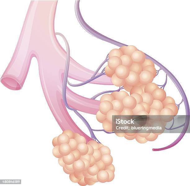 Alvéole Pulmonaire Pulmonaire Vecteurs libres de droits et plus d'images vectorielles de Alvéole pulmonaire - Alvéole pulmonaire, Anatomie, Bronche - Poumon