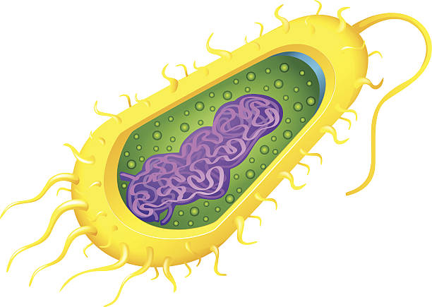 bakterien zelle - organell stock-grafiken, -clipart, -cartoons und -symbole