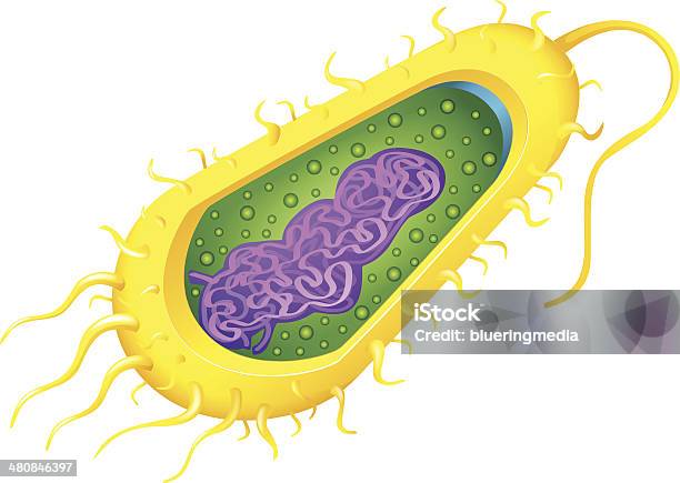 Batteri Cella - Immagini vettoriali stock e altre immagini di Procariote - Procariote, Citoplasma, Flagello