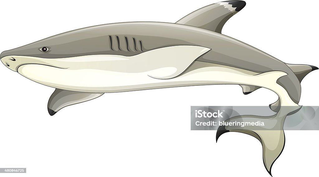 Blacktip акулы - Векторная графика Биология роялти-фри