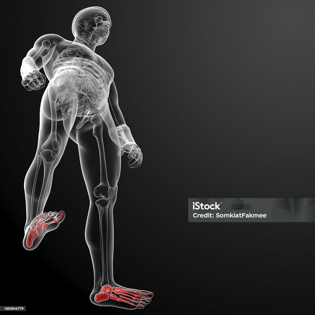 3 d renderowania prześwietleń rentgenowskich stóp - Zbiór zdjęć royalty-free (Anatomia człowieka)