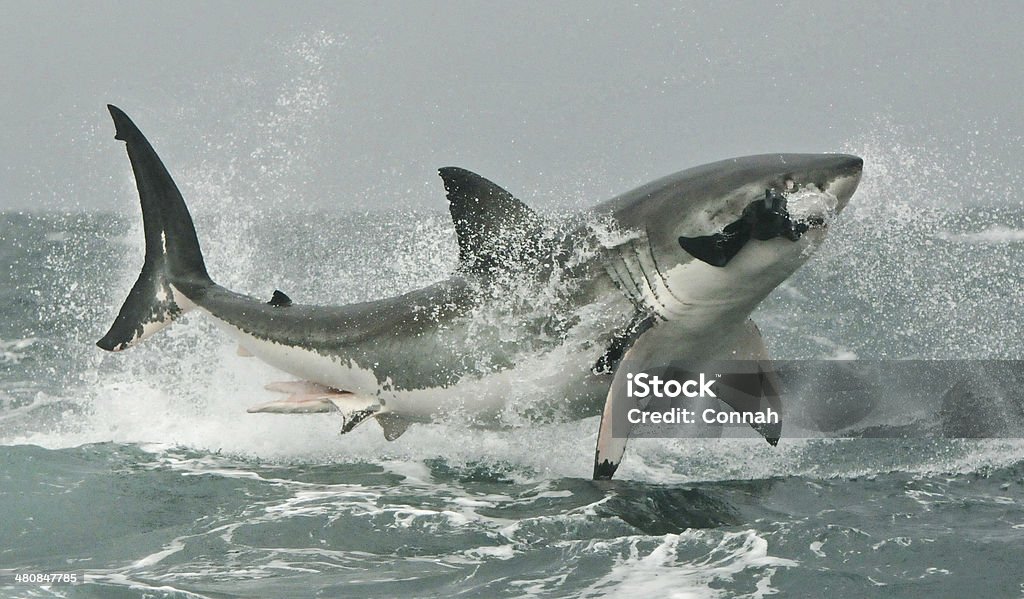 Great White shark breaching on seal decoy. A Great White shark breaches on a seal decoy. Seal Island, False Bay, South Africa. Great White Shark Stock Photo