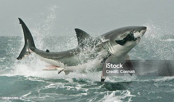 Great White Shark Breaching On Seal Decoy Stock Photo - Download Image Now - Great White Shark, Animals Breaching, Shark