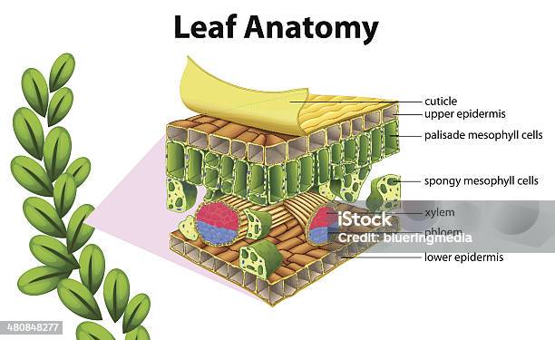 Feuille De Anatomie Vecteurs libres de droits et plus d'images vectorielles de Anatomie - Anatomie, Feuille, Flore