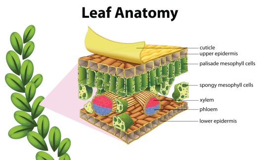 Illustration of a leaf anatomy on a white background