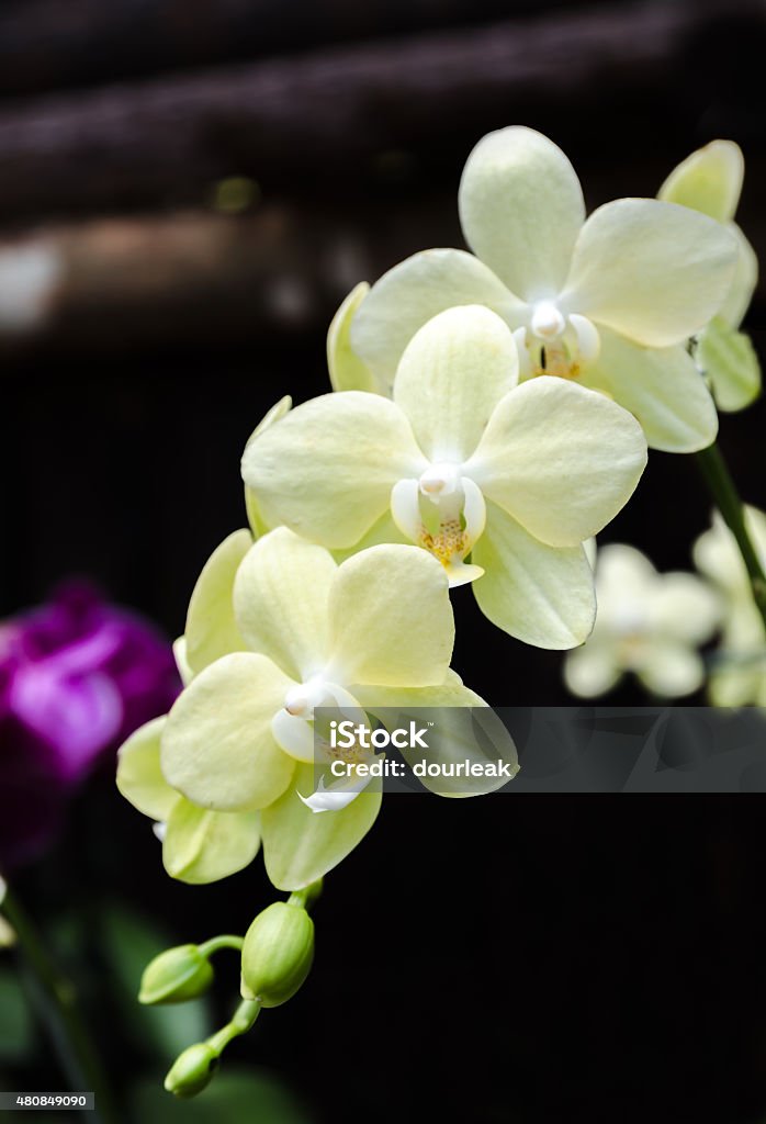 Orquídea Phalaenopsis Verde Foto de stock y más banco de imágenes de 2015 -  2015, Botánica, Buqué - iStock