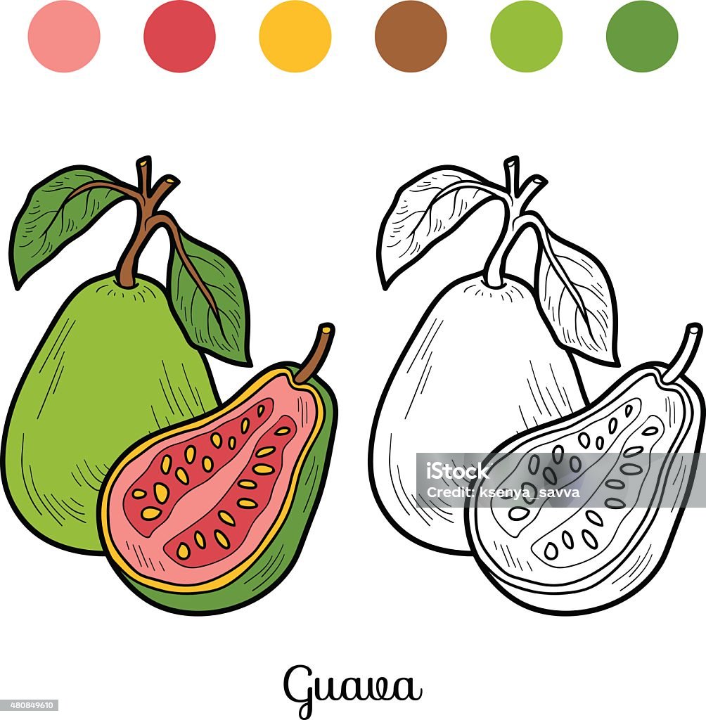 Ilustración de Libro Para Colorear Frutas Y Verduras Guayaba y más Vectores  Libres de Derechos de 2015 - 2015, Actividad, Agricultura - iStock