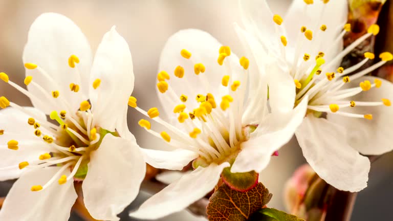 Wild plum flower blooming in a time lapse Hd 1080 video. Black background.Prunus cerasifera.