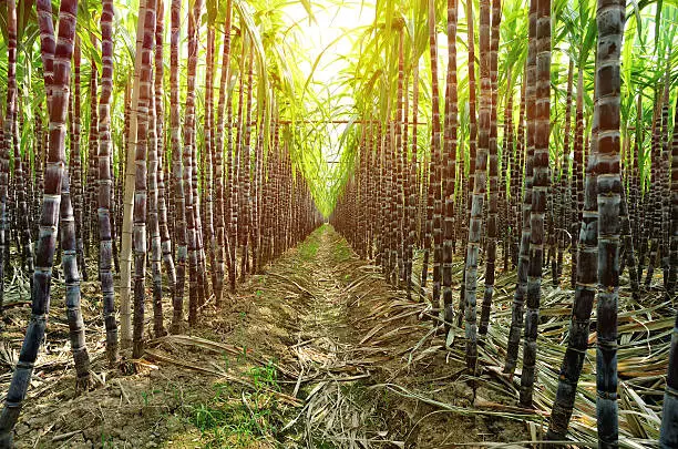 black sugarcane black plantation grow in field