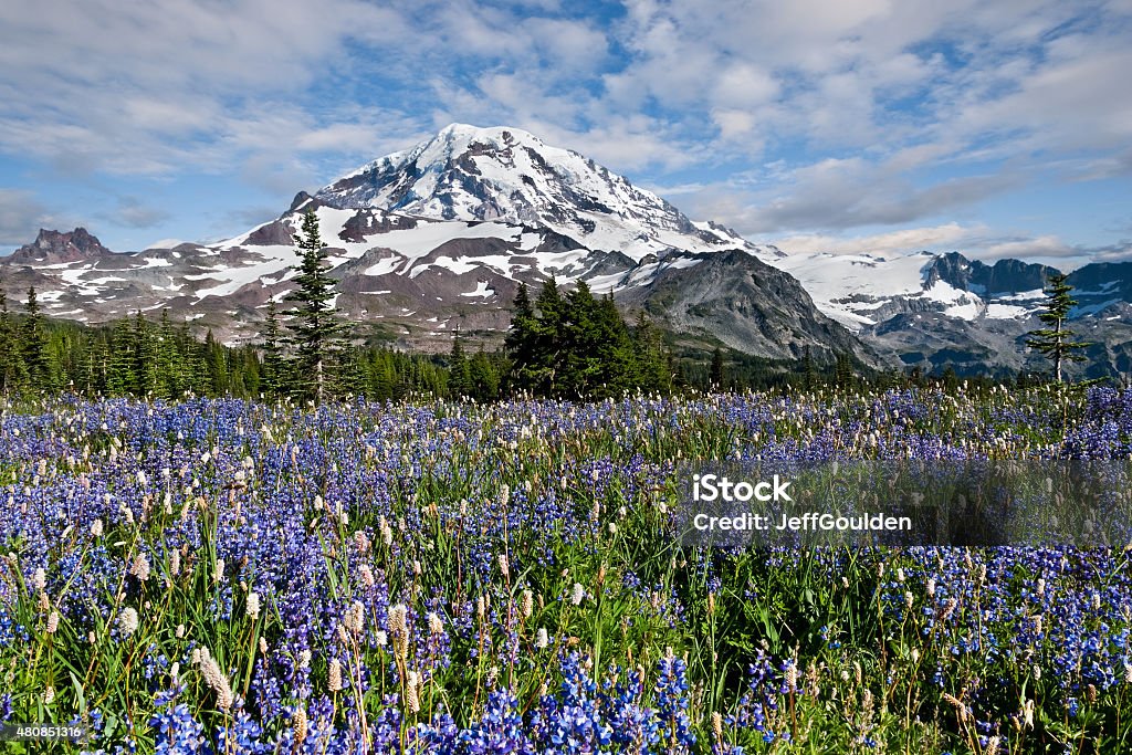 Meadow of Lupine Near Mount Rainier Mount Rainier, in Washington State, is the highest peak in the Cascade Range at 14,410'. The sub-alpine meadows that surround the mountain put on a brilliant display of wildflowers every summer. This meadow of lupine and bistort was photographed at Spray Park, just north of the mountain near Mowich Lake. Because of reduced winter snowfall and an unseasonably warm June, the wildflower season came early in 2015. This scene, shot in June would normally not be seen until late July. Mt Rainier National Park Stock Photo