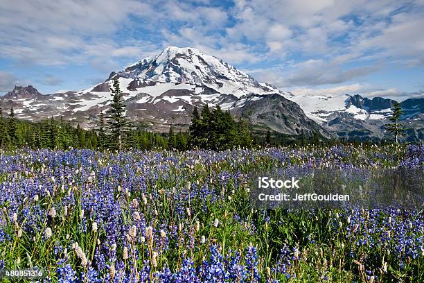 Meadow Of Lupine Near Mount Rainier Stock Photo - Download Image Now - Mt Rainier National Park, Washington State, Mt Rainier