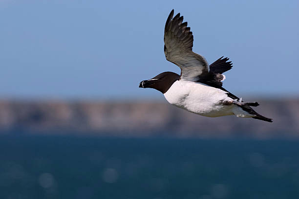 Razorbill in flight with Skomer Island background stock photo