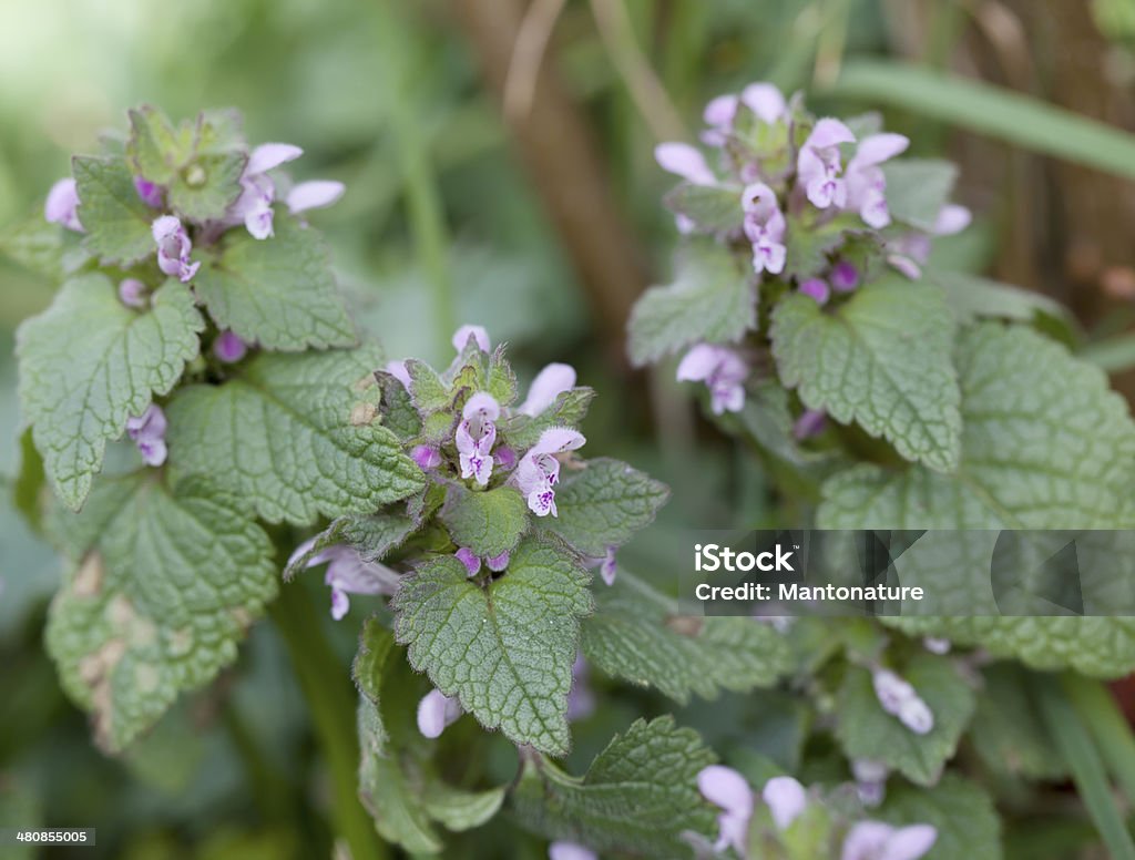 Red Deadnettle (Lamium purpureum) Low to short, often purplish, aromatic, hairy annual. Leaves oval, blunt toothed, stalked; lower bract longer than wide, stalked. Flowers pinkish-purple, 10-18mm long, with a straight corolla-tube; calyx teeth spreading in fruit. Annual - Plant Attribute Stock Photo