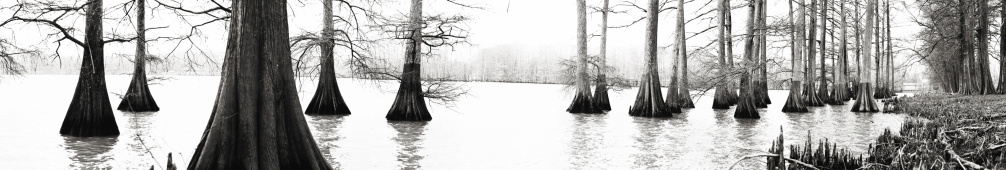 outdoor nature Lake Providence, Louisiana Bald Cypress trees in swamp area