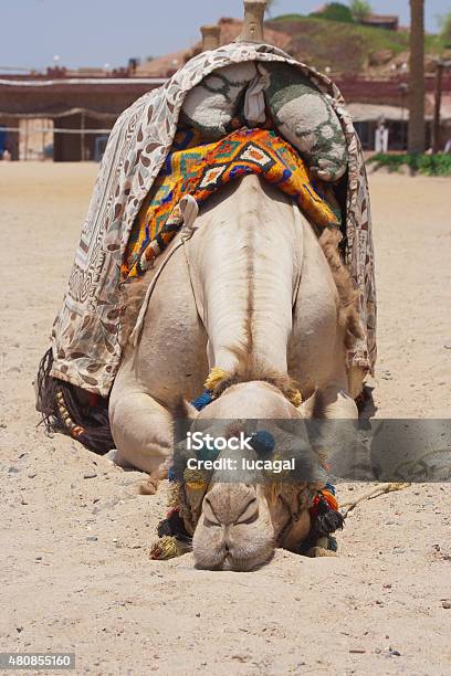 Portrait Of A Dromedary Camel Sleeping Lying On The Ground Stock Photo - Download Image Now