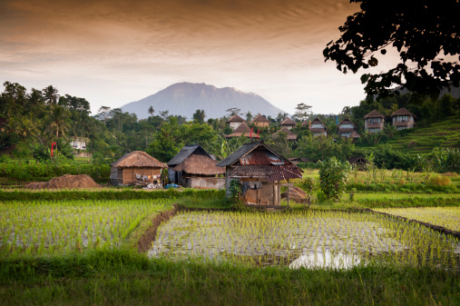 The village of Sidemen, in east Bali, Indonesia, boasts some of the most beautiful and dramatic rice fields in all of Asia.  Artists and writers have come here to experience the idyllic nature of the area. New rice is being planted to produce the highest quality product.