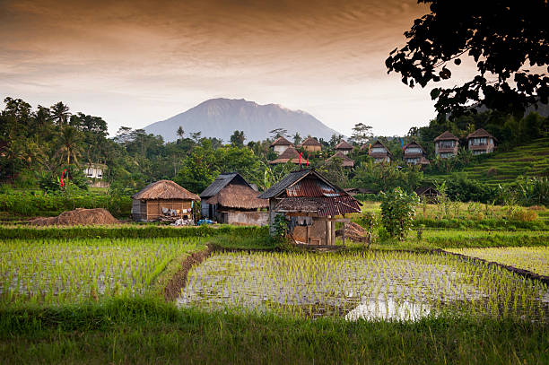 Bali Rice Fields stock photo