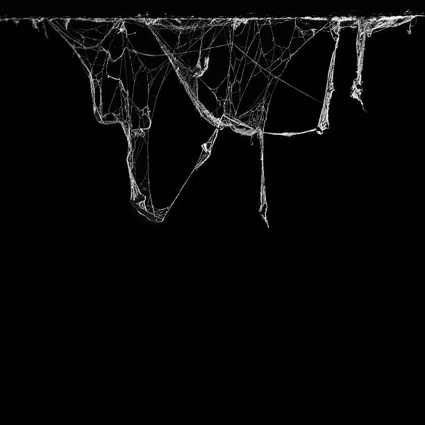 cobweb spider web in ancient thai house isolated on black