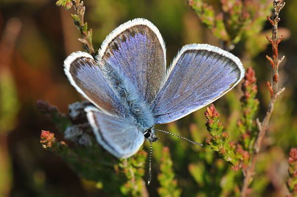 istock Silver-studded blue butterfly - Prees heath, Shropshire, UK 480858068