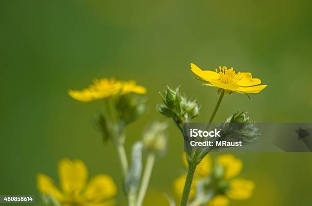 Potentilla Wildflowers Stock Photo - Download Image Now - 2015, Beauty, Beauty In Nature