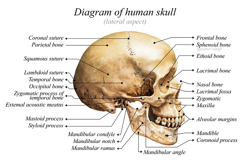 Lateral aspect of human skull diagram on white background for basic medical education