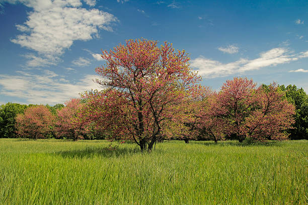 Siliquastrum's cucumber Cercis siliquastrum or Judas tree in summer landscape judas stock pictures, royalty-free photos & images