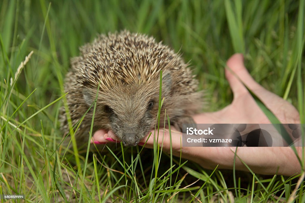 Hedgehod on the hand little hedgehog found in the forest sit on the hand 2015 Stock Photo