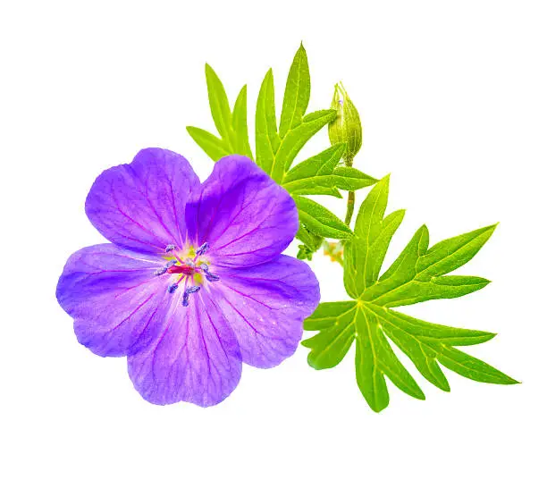 closeup of beautiful blooming purple Bloody Crane's-bill  Geranium flower with green leaves is isolated on white background