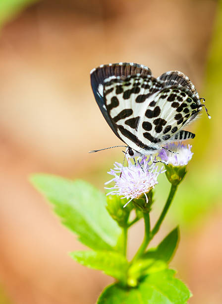 istock Small black and white butterfly ,Common Pierrot 480863601