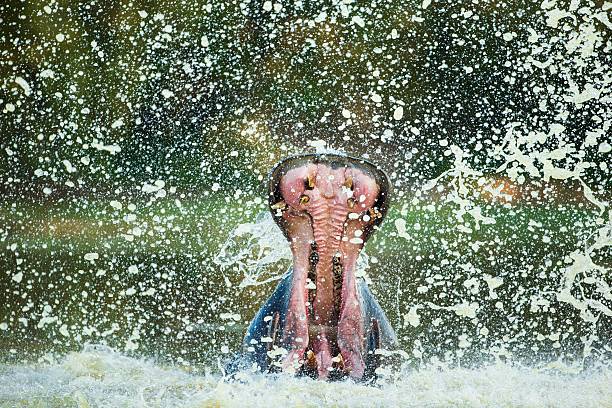 marquer son territoire - animal hippopotamus africa yawning photos et images de collection