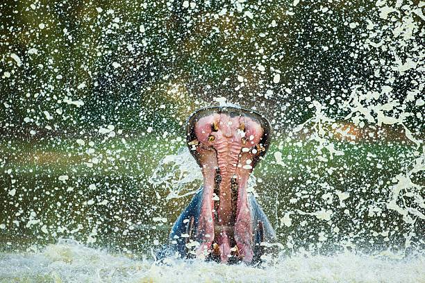 territorialismo animale - animal hippopotamus africa yawning foto e immagini stock