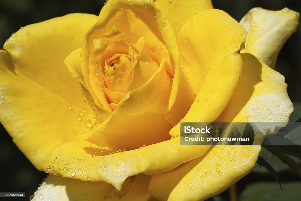Amarillo, rosa - Foto de stock de Amarillo - Color libre de derechos