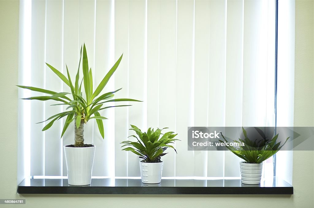 Window Plants Plants for Window Decoration. Office Window Day Stock Photo