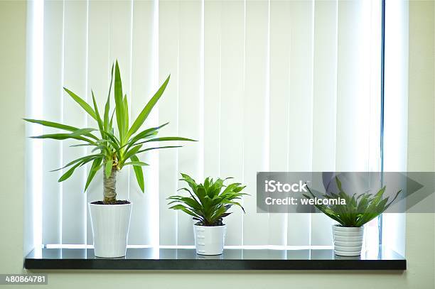Window Plants Stock Photo - Download Image Now - Day, Domestic Room, Horizontal