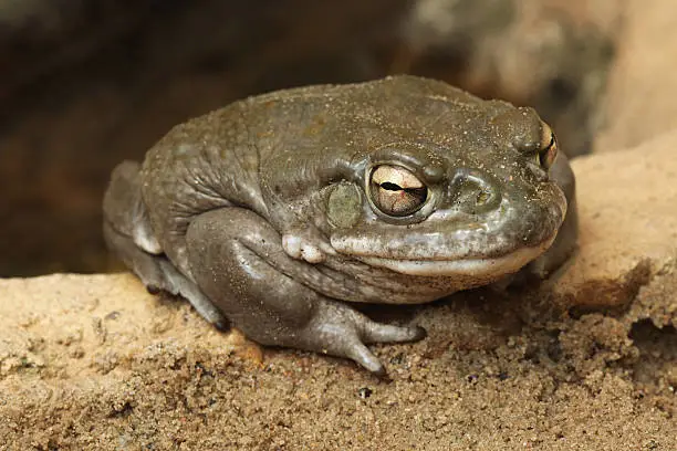 Photo of Colorado river toad (Incilius alvarius).