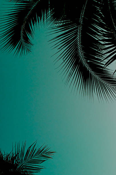istock Coconut leaf silhouette with green sky background 480865928