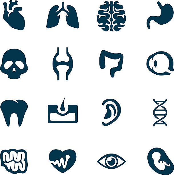 Human Icon Set Sixteen Human Anatomy Icons dna backbone stock illustrations