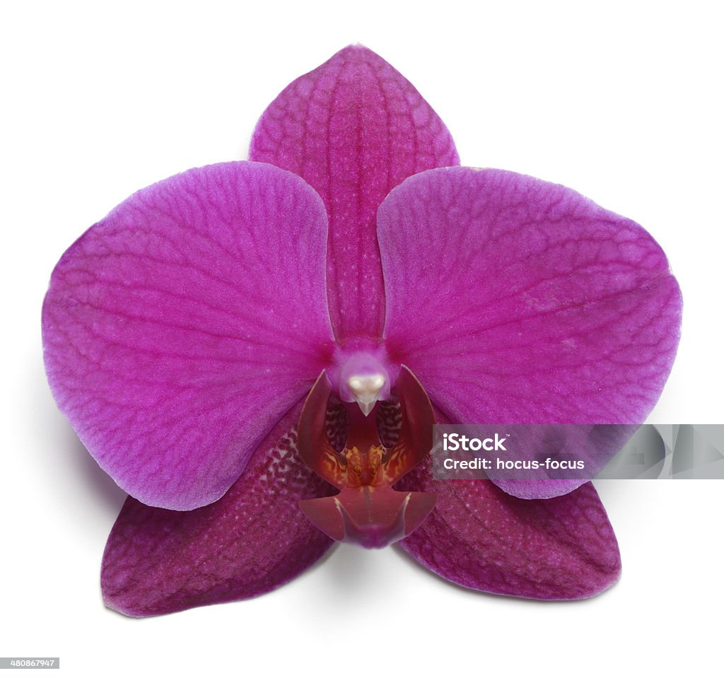 Lila Orchidee Blume auf Weiß - Lizenzfrei Baumblüte Stock-Foto