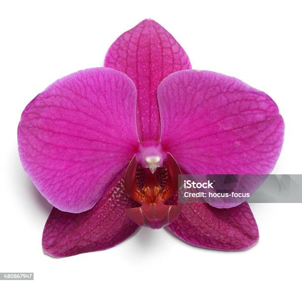 Viola Orchidea Fiore Su Bianco - Fotografie stock e altre immagini di Bellezza naturale - Bellezza naturale, Bianco, Bocciolo