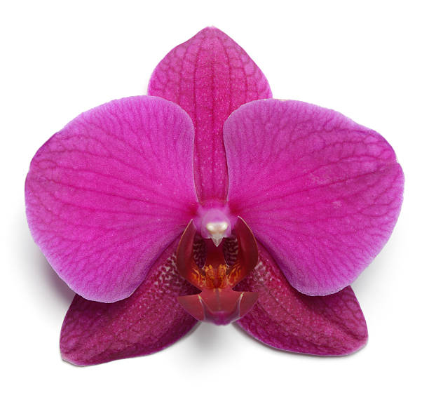 istock purple orchid flower on white 480867947
