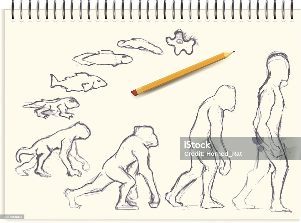 Croquisévolution Vecteurs libres de droits et plus d'images ...