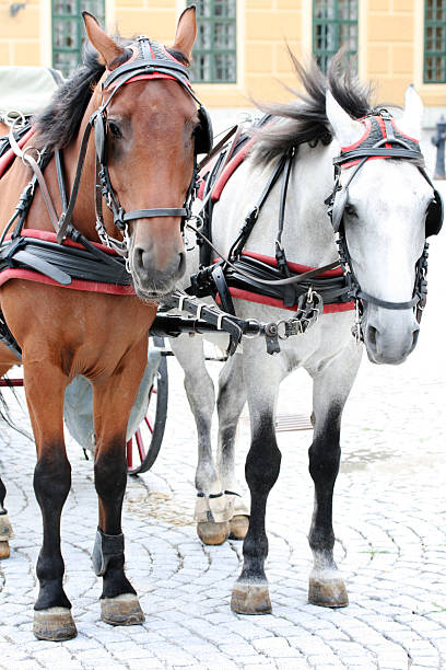 istock Two horses harnessed to the cart 480868024