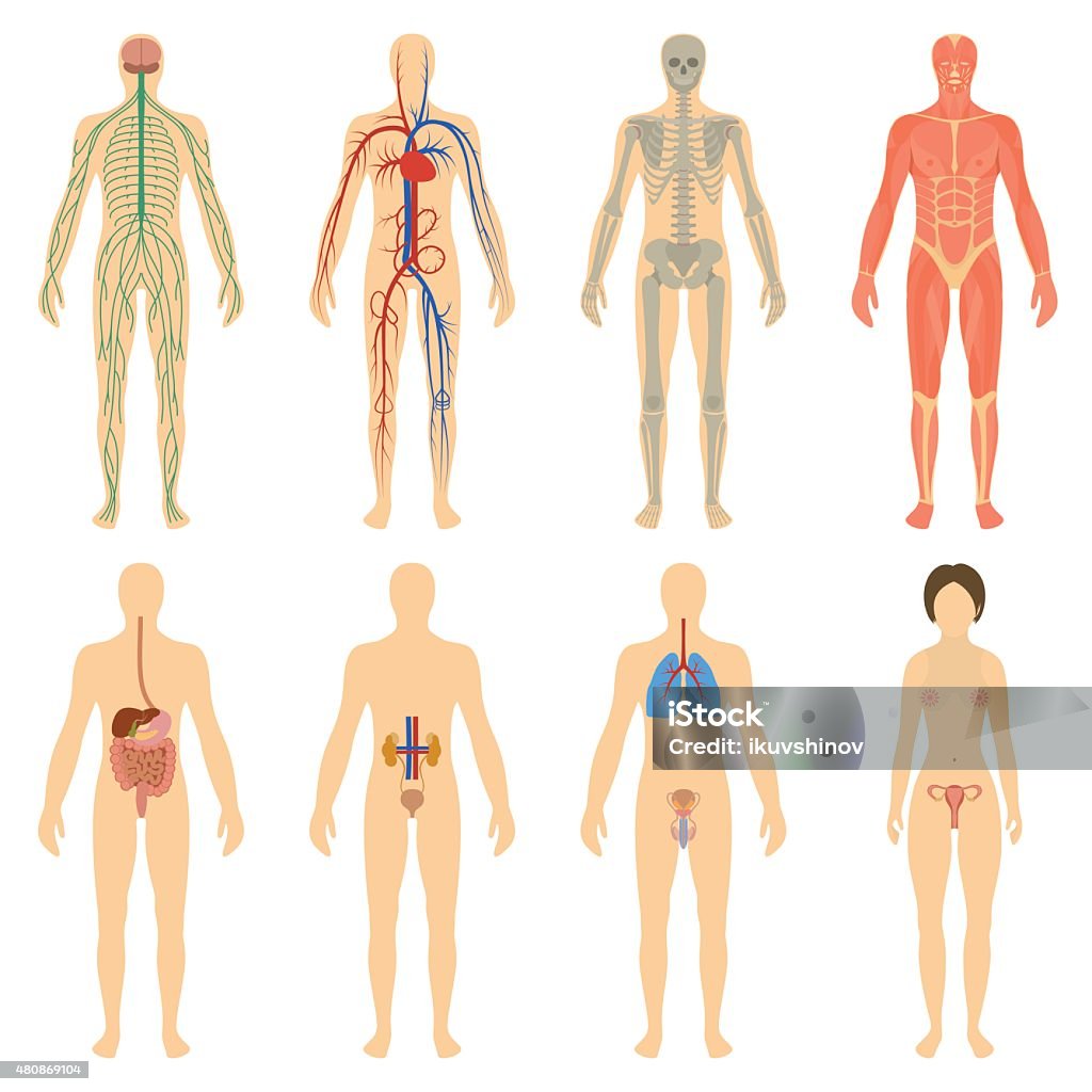 Set human organs and systems of the body vitality Set of human organs and systems of the body vitality. Vector illustration The Human Body stock vector