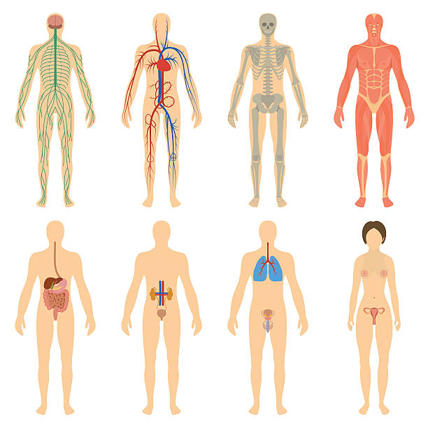 Set human organs and systems of the body vitality Set of human organs and systems of the body vitality. Vector illustration human nervous system illustrations stock illustrations