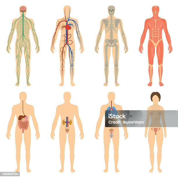 Set Human Organs And Systems Of The Body Vitality Stock Illustration - Download Image Now - The Human Body, People, Order