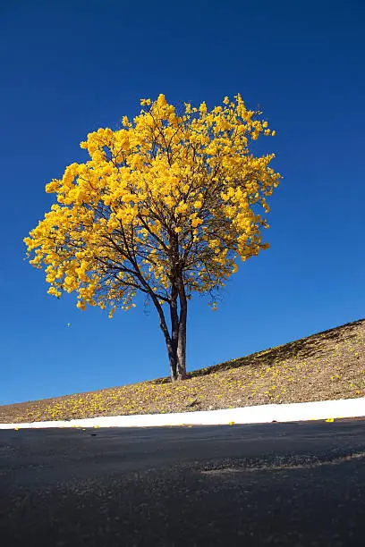 Brasilia's Lonely Yellow Ipe Amarelo Tree from Cerrado